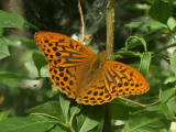 Silver-washed Fritillary