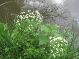 Large Bittercress