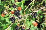 Blackberries