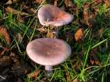 Wood Blewit - photo Jan Haseler