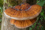 Bracket Fungus