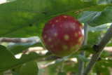 Cherry Gall