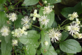 Clematis flowers