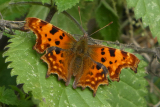 Comma
