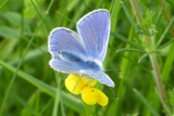 Common Blue