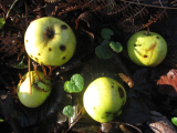 Crab apples