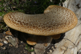 Dryad's Saddle