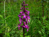 Early Purple Orchid