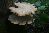 Fungi