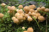 Fungi