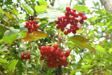 Guelder-rose