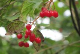 Guelder-rose