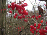 Guelder-rose