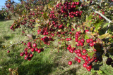 Hawthorn berries