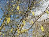 Hazel Catkins