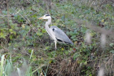 Heron Heron
