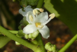 male Holly flower