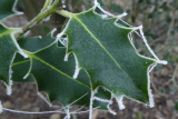 frosted holly leaf