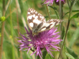 Marbled White