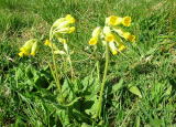 Cowslip