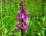 Early Purple Orchid