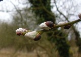 Sallow buds