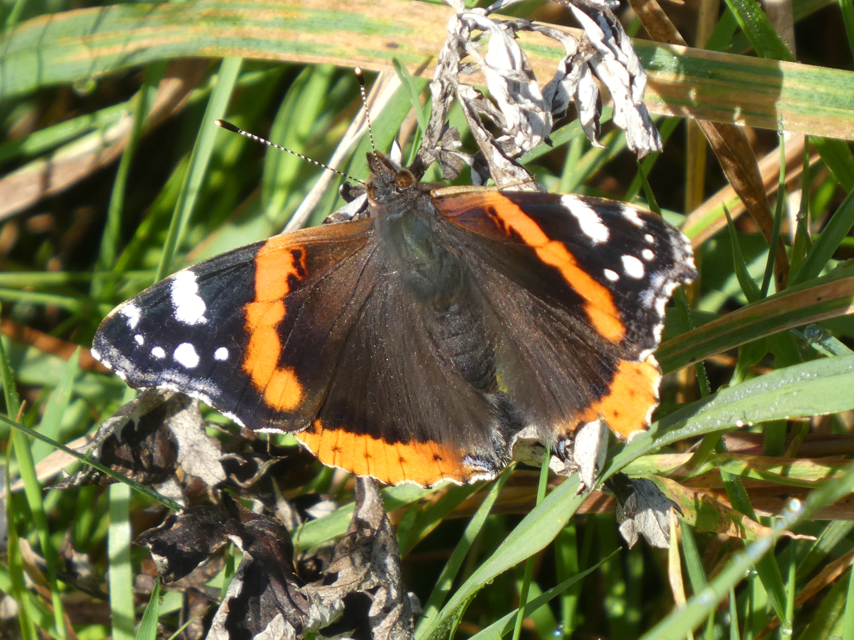 Red Admiral