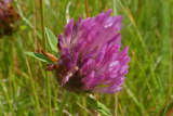Red Clover