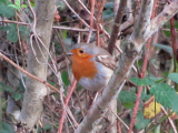 Robin