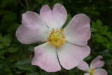 Wild Rose