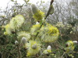 Sallow