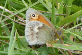 Small Heath