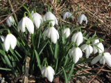 Snowdrops
