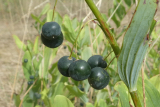 Solomon's-seal berries
