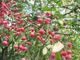 Spindle berries