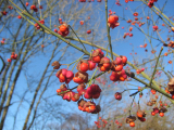 Spindle berries