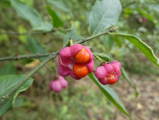 Spindle berries