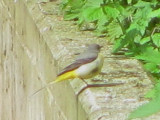 Grey Wagtail