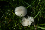 Snowy Waxcap
