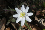 Wood Anenome