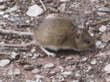 Wood Mouse