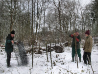 protecting new coppice with netting