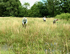 pulling ragwort