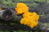 Yellow Brain fungus